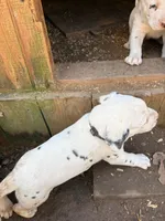 black, a male Dalmatian for sale in Hattiesburg, MS – Photo 9 of 9