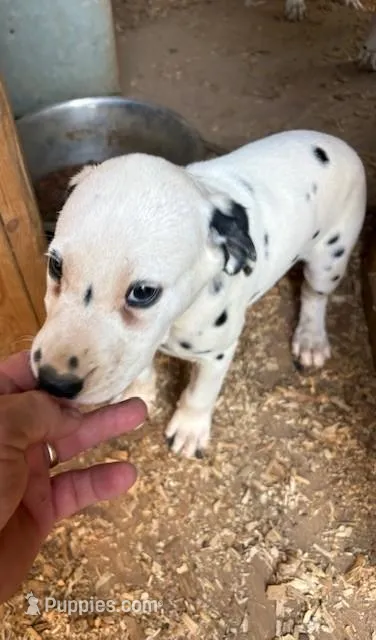 black – Dalmatian puppy for sale in Hattiesburg, MS