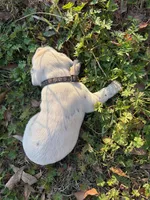 black, a male Dalmatian for sale in Hattiesburg, MS – Photo 7 of 9