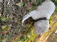 black, a male Dalmatian for sale in Hattiesburg, MS – Photo 5 of 9