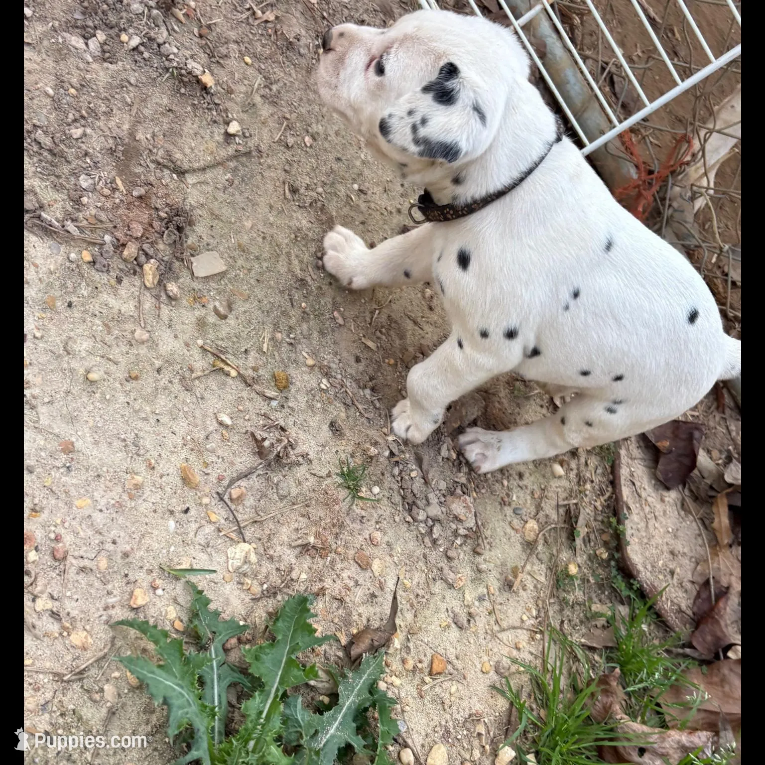 black – Dalmatian puppy for sale in Hattiesburg, MS