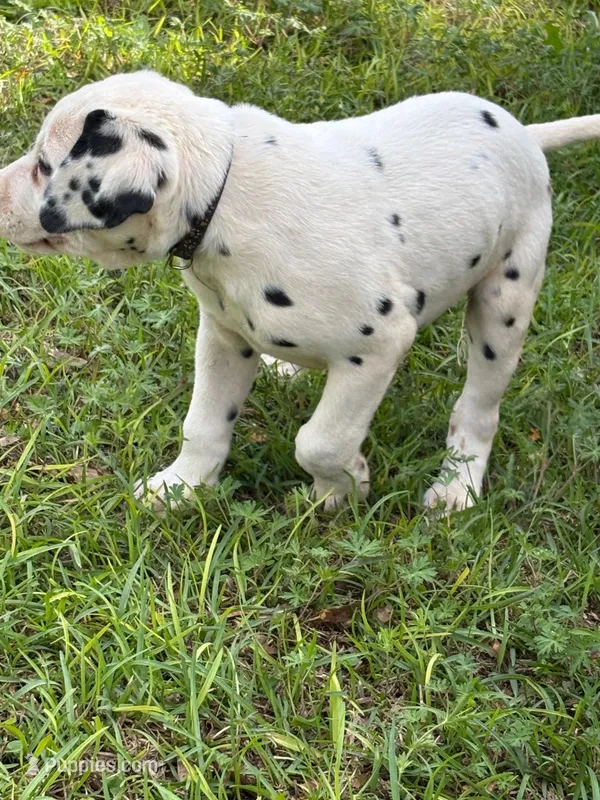 black – Dalmatian puppy for sale in Hattiesburg, MS