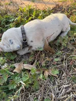 black, a male Dalmatian for sale in Hattiesburg, MS – Photo 6 of 9