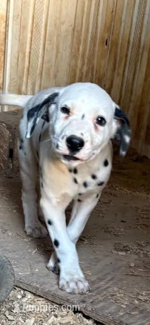 black – Dalmatian puppy for sale in Hattiesburg, MS