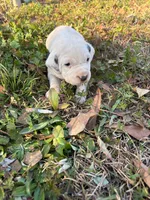 black, a male Dalmatian for sale in Hattiesburg, MS – Photo 4 of 9