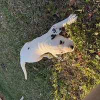 Register Black, a male Dalmatian for sale in Hattiesburg, MS – Photo 7 of 9