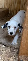 Register Black, a male Dalmatian for sale in Hattiesburg, MS – Photo 5 of 9