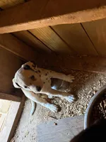 Register Black, a male Dalmatian for sale in Hattiesburg, MS – Photo 6 of 9
