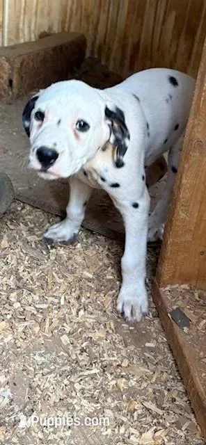 black – Dalmatian puppy for sale in Hattiesburg, MS