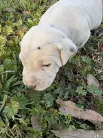 no collar, a male Dalmatian for sale in Hattiesburg, MS – Photo 1 of 5
