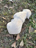 no collar, a male Dalmatian for sale in Hattiesburg, MS – Photo 2 of 5