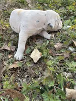 no collar, a male Dalmatian for sale in Hattiesburg, MS – Photo 5 of 5