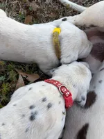 yellow, a male Dalmatian for sale in Hattiesburg, MS – Photo 7 of 10