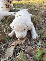 yellow, a male Dalmatian for sale in Hattiesburg, MS – Photo 6 of 10