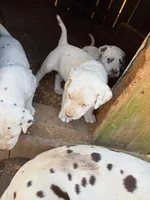 yellow, a male Dalmatian for sale in Hattiesburg, MS – Photo 3 of 10
