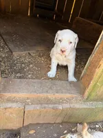 yellow, a male Dalmatian for sale in Hattiesburg, MS – Photo 10 of 10