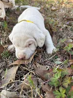 yellow, a male Dalmatian for sale in Hattiesburg, MS – Photo 4 of 10