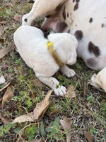 yellow, a male Dalmatian for sale in Hattiesburg, MS – Photo 8 of 10