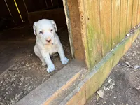 yellow, a male Dalmatian for sale in Hattiesburg, MS – Photo 1 of 10