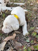 yellow, a male Dalmatian for sale in Hattiesburg, MS – Photo 5 of 10