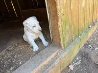 yellow, a male Dalmatian for sale in Hattiesburg, MS – Photo 2 of 10