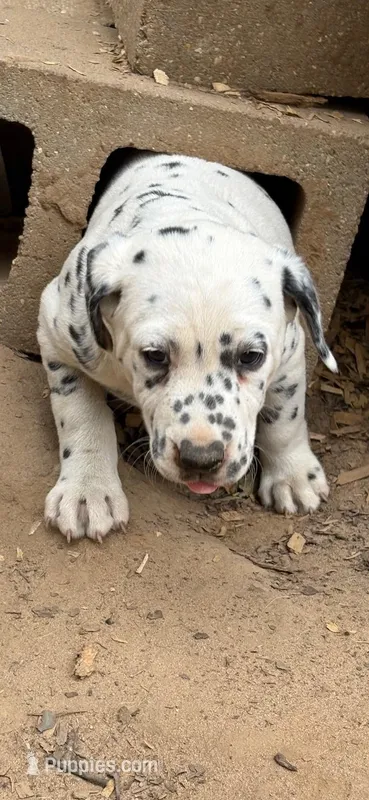 no collar – Dalmatian puppy on hold in Hattiesburg, MS