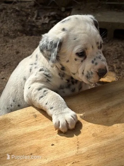 no collar – Dalmatian puppy for sale in Hattiesburg, MS