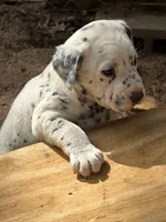 no collar, a male Dalmatian for sale in Hattiesburg, MS – Photo 1 of 5