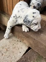 no collar, a male Dalmatian for sale in Hattiesburg, MS – Photo 4 of 5
