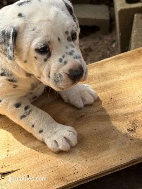 no collar – Dalmatian puppy for sale in Hattiesburg, MS