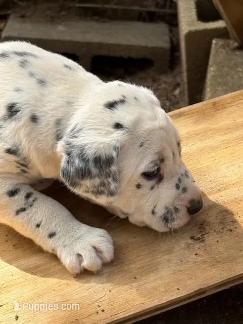 no collar – Dalmatian puppy for sale in Hattiesburg, MS