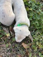 green, a male Dalmatian for sale in Hattiesburg, MS – Photo 3 of 4