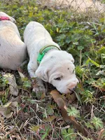 green, a male Dalmatian for sale in Hattiesburg, MS – Photo 2 of 4