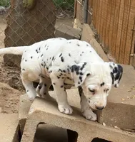 two dot , a male Dalmatian for sale in Hattiesburg, MS – Photo 4 of 10