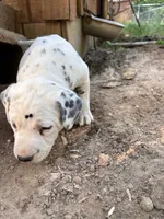 two dot , a male Dalmatian for sale in Hattiesburg, MS – Photo 10 of 10