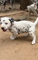 two dot , a male Dalmatian for sale in Hattiesburg, MS – Photo 2 of 10