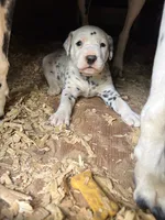 two dot , a male Dalmatian for sale in Hattiesburg, MS – Photo 1 of 2