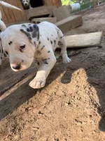 two dot , a male Dalmatian for sale in Hattiesburg, MS – Photo 7 of 10