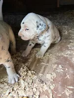 two dot , a male Dalmatian for sale in Hattiesburg, MS – Photo 2 of 2