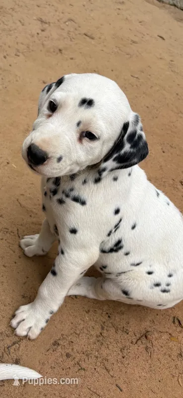 two dot , a male Dalmatian for sale in Hattiesburg, MS – Photo 1 of 10