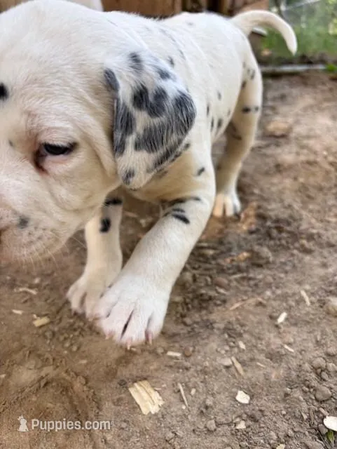 two dot  – Dalmatian puppy for sale in Hattiesburg, MS