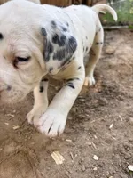 two dot , a male Dalmatian for sale in Hattiesburg, MS – Photo 5 of 10