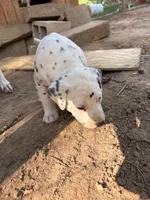 two dot , a male Dalmatian for sale in Hattiesburg, MS – Photo 9 of 10