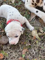 red, a female Dalmatian for sale in Hattiesburg, MS – Photo 3 of 6