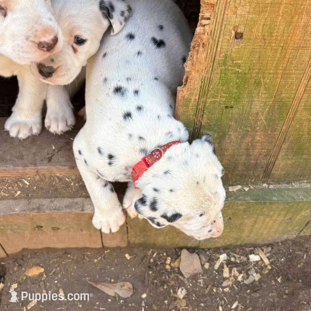 red, a female Dalmatian for sale in Hattiesburg, MS – Photo 2 of 6