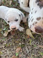 red, a female Dalmatian for sale in Hattiesburg, MS – Photo 5 of 6