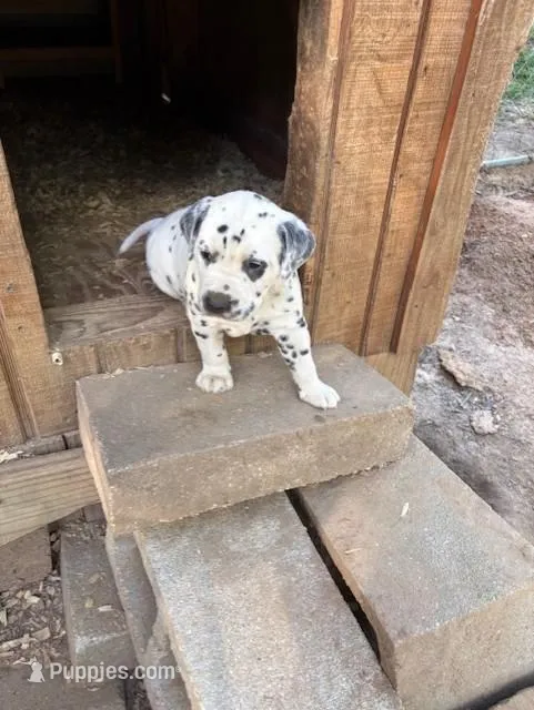 horns – Dalmatian puppy for sale in Hattiesburg, MS