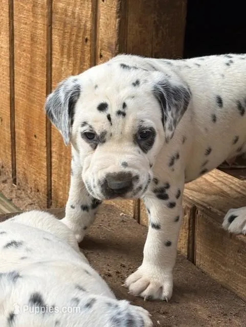 horns – Dalmatian puppy for sale in Hattiesburg, MS
