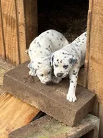 horns, a male Dalmatian for sale in Hattiesburg, MS – Photo 6 of 6