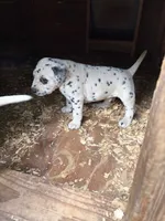 horns, a male Dalmatian for sale in Hattiesburg, MS – Photo 3 of 6